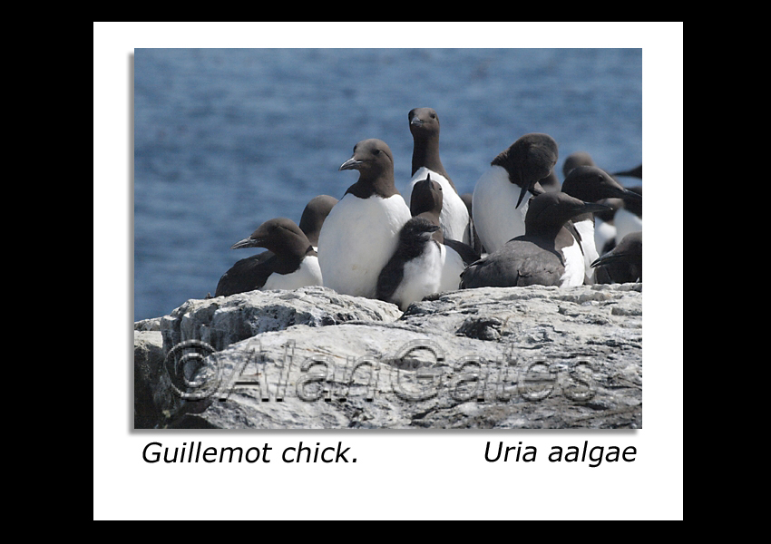 Guillemot with chick